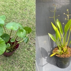 水草🌱2点セット🐟めだかビオトープ