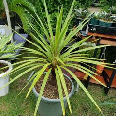 ドライガーデン　ドラセナ