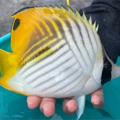 生体　熱帯魚