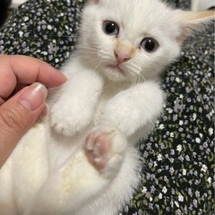 ♦︎エキゾチックブルーアイの瞳が神秘的なシャムMIXの小さなお姫...