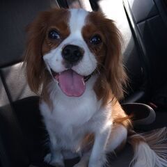 犬友、キャバリア友募集です！