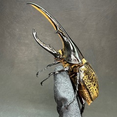 【父の日価格!】ヘラクレス・ヘラクレス