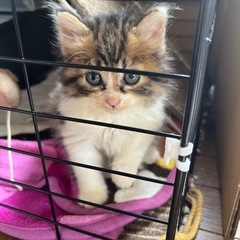 子猫だけで実家に居たので保護しました
