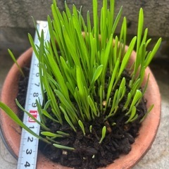 猫草⑮の画像
