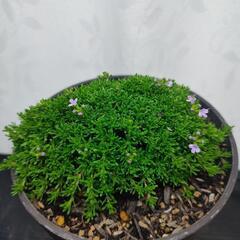 テマリジャコウ草の画像