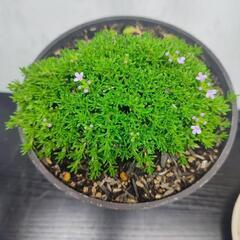 テマリジャコウ草の画像