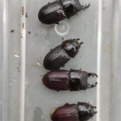 オガサワラネブトクワガタの画像