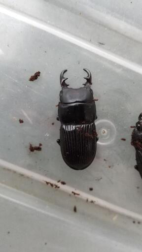 オガサワラネブトクワガタ (ヒラタ仙人) 戸田のその他の中古