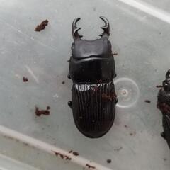オガサワラネブトクワガタ