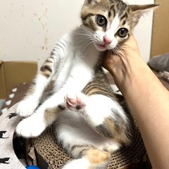 ♦️空猫✈️子猫シリーズ❣️エジプシャンマウMIX❣️ミステリア...