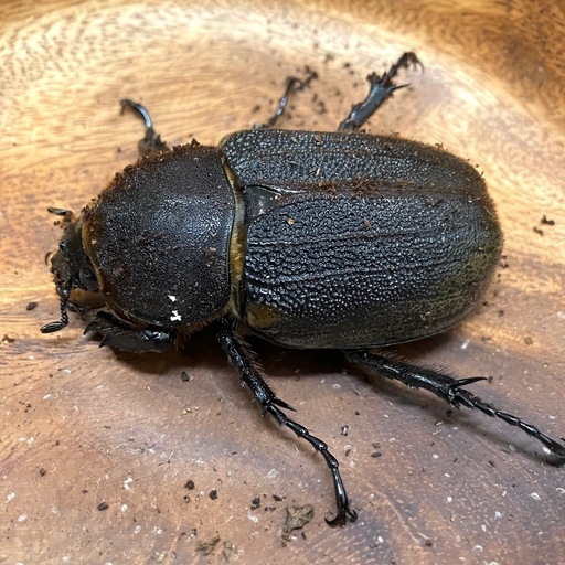 ✨ヘラクレスオオカブト成虫ペアNo12（♂131mm♀66mm）