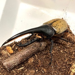 ✨ヘラクレスオオカブト成虫ペアNo12（♂131mm♀66mm）