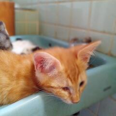 茶トラさん　片目に障害ありますが優しい子です　飼い主不在確認済み