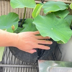 大賀蓮セットの画像