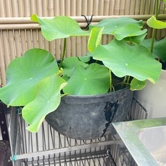 大賀蓮セット