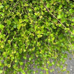 寄せ植えにも　ワイヤープランツ　間引き　　あとお一人のみ