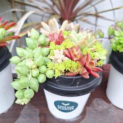 多肉植物寄せ植え