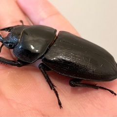 国産　オオクワガタ　能勢YG  55.5ミリの画像