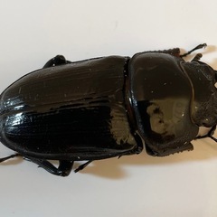 国産　オオクワガタ　能勢YG  55.5ミリの画像