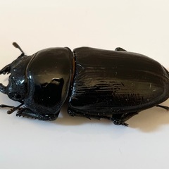 国産　オオクワガタ　能勢YG  55.5ミリの画像