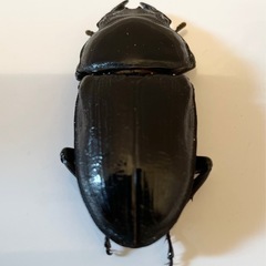 国産　オオクワガタ　能勢YG  55.5ミリの画像