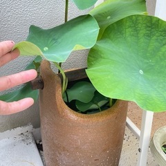 大賀蓮セット