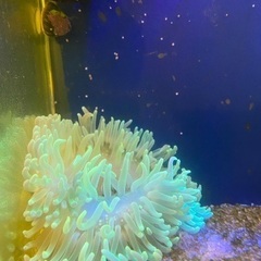 LTアネモネ　サンゴ海水水槽の画像