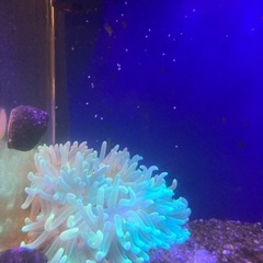 LTアネモネ　サンゴ海水水槽