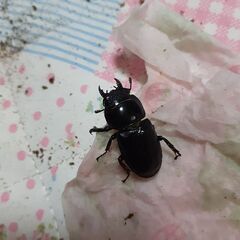 対馬ヒラタクワガタ(メス単品)訳あり③