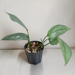 観葉植物 エピプレムナム・ピナツム・セブブルー