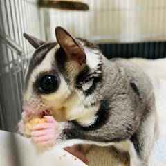 フクロモモンガ 里親募集