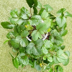 直射にも耐えるようになりました！　四季なり　いちご　タワー　野菜苗の画像