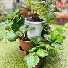 半日陰で！　四季なり　いちご　タワー　野菜苗