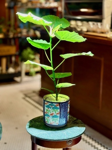 観葉植物　フィカス・ウンベラータ　高さ55cm　おしゃれな鉢付き