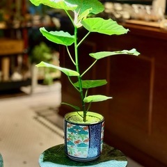 観葉植物　フィカス・ウンベラータ　高さ55cm　おしゃれな鉢付き
