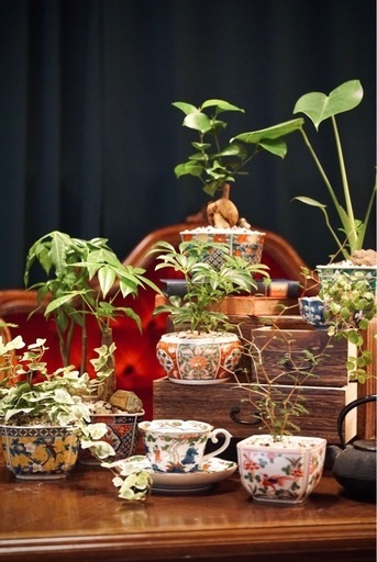 観葉植物　フィカス・ウンベラータ　高さ55cm　おしゃれな鉢付き