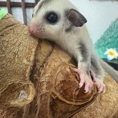 プラチナモザイク♀ チップテール