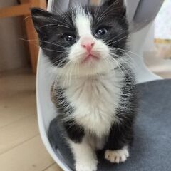 可愛い男の子です