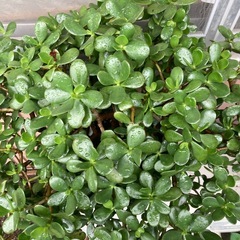 金のなる木　　お値引きしました
の画像