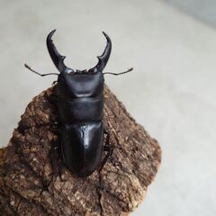 ヒラタクワガタ　３匹