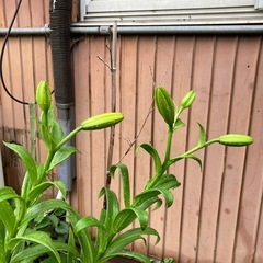 透かし百合の画像