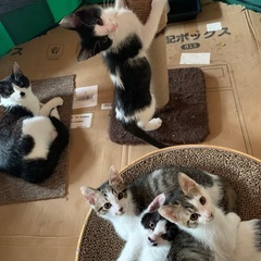 子猫達の里親募集