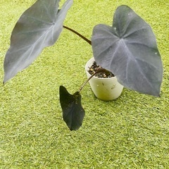 （レア ブラックカラーリーフ）　コロカシア ブラックランナー  ...