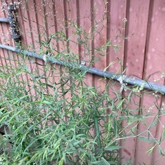 宿根かすみそう　　お値引きしましたの画像