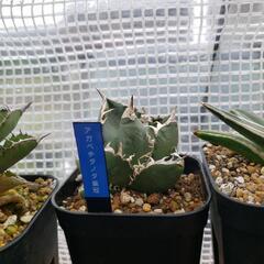 アガベチタノタ皇冠