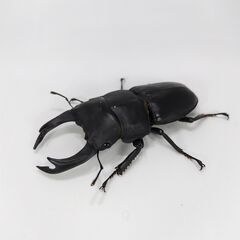能勢産オオクワガタ SR血統 初二令幼虫４頭 ②の画像