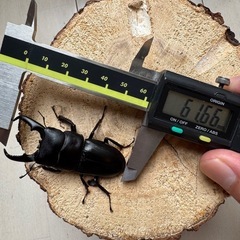 【♂単61.5mm】ヒラタクワガタ（奈良県WD）の画像