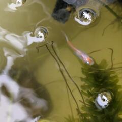 メダカ掬い　めだかすくい　ミックス水槽から　の画像