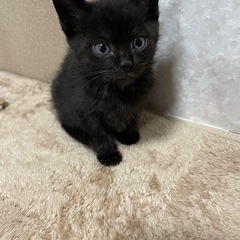 保護猫黒ちゃん2匹2ヶ月　各検査陰性(お問い合わせ多数に付き一旦...