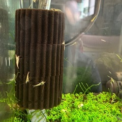 ミナミヌマエビ　10匹
の画像